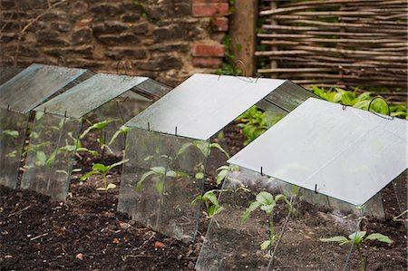 simsearch:6118-09018547,k - Close up of perspex cold frames protecting seedlings in a plant bed. Stock Photo - Premium Royalty-Free, Code: 6118-09018548