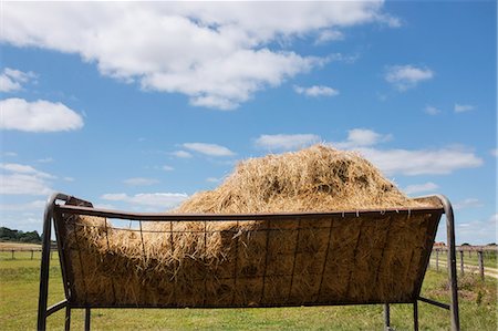 simsearch:6118-09018478,k - A metal animal feed trough or cattle feeder full of hay on a pasture under cloudy sky. Photographie de stock - Premium Libres de Droits, Code: 6118-09018657