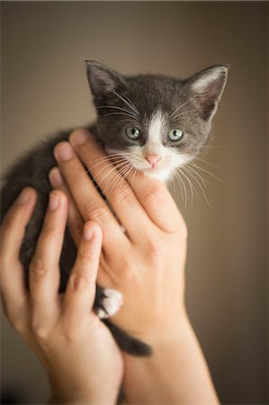 simsearch:6118-09018669,k - A small grey and white kitten being held in a person's hands. Foto de stock - Royalty Free Premium, Número: 6118-09018679