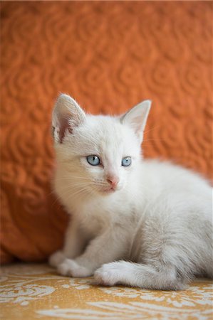 simsearch:400-07553093,k - A small white kitten with blue eyes. Photographie de stock - Premium Libres de Droits, Code: 6118-09018680