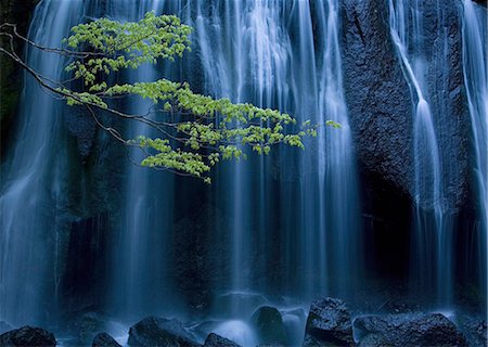 simsearch:6118-09028042,k - Long exposure of waterfall with branch of Maple tree with green leaves in foreground. Photographie de stock - Premium Libres de Droits, Code: 6118-09028042