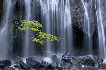 simsearch:6118-09076588,k - Long exposure of waterfall with branch of Maple tree with green leaves in foreground. Photographie de stock - Premium Libres de Droits, Code: 6118-09028044