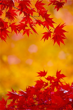 simsearch:6118-09028042,k - Branches of a Japanese Maple tree with vibrant red leaves, autumn foliage. Palmate leaf shape. Photographie de stock - Premium Libres de Droits, Code: 6118-09028053