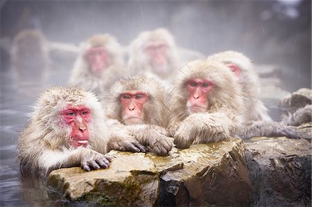 simsearch:6118-09112148,k - Group of Japanese Macaque, Snow Monkey, Macaca fuscata, bathing in hot spring. Foto de stock - Royalty Free Premium, Número: 6118-09028050