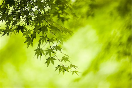 simsearch:6118-09028042,k - Branches of a Japanese Maple tree with green leaves, outline of the distinctive palmate leaf shape. Photographie de stock - Premium Libres de Droits, Code: 6118-09028054