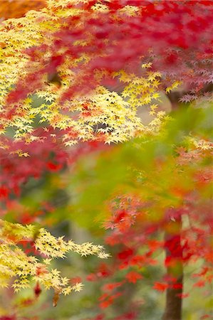 simsearch:6118-09028042,k - Lush vibrant yellow and red foliage on Japanese Maple trees. Photographie de stock - Premium Libres de Droits, Code: 6118-09028055