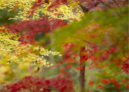 simsearch:6118-09028042,k - Lush vibrant yellow and red foliage on Japanese Maple trees. Photographie de stock - Premium Libres de Droits, Code: 6118-09028056