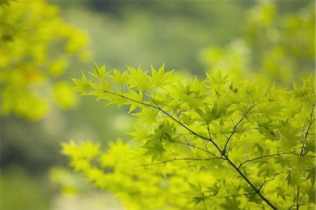 simsearch:6118-09028042,k - The vivid green foliage, leaves on a branch of a Maple tree in summer in Oirase Photographie de stock - Premium Libres de Droits, Code: 6118-09028067