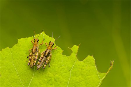 simsearch:633-06406466,k - Close up of two brown crickets, insects with brown and yellow markings on a leaf. Foto de stock - Sin royalties Premium, Código: 6118-09028068