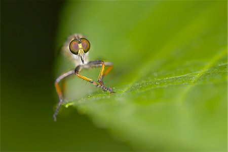 simsearch:6118-09028042,k - Close up of a flying insect sitting on a green leaf. Photographie de stock - Premium Libres de Droits, Code: 6118-09028071