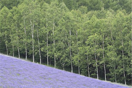 simsearch:6118-09028042,k - Sloping field of purple flowers with forest of Birch trees in background. Photographie de stock - Premium Libres de Droits, Code: 6118-09028021