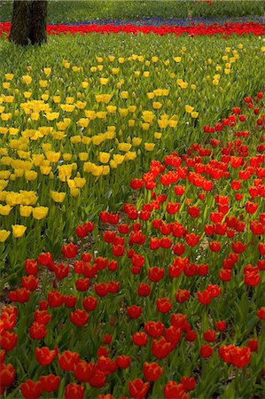 simsearch:6118-09028042,k - Close up of carpet of bright yellow and red tulips. Photographie de stock - Premium Libres de Droits, Code: 6118-09028029