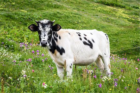 simsearch:6119-08740713,k - A cow with a white and black spotted hide standing in grassland, meadow pasture with wildflowers, Georgia. Stock Photo - Premium Royalty-Free, Code: 6118-09028100