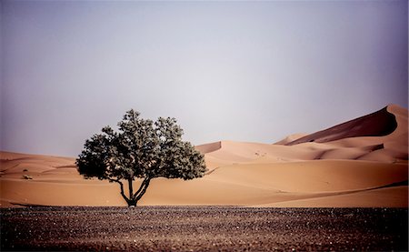 simsearch:6118-08860601,k - Desert landscape with single tree and sand dunes. Stock Photo - Premium Royalty-Free, Code: 6118-09039234