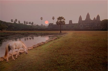 White horse grazing on a lawn by a pool at sunset, temple complex in the distance. Photographie de stock - Premium Libres de Droits, Code: 6118-09144897