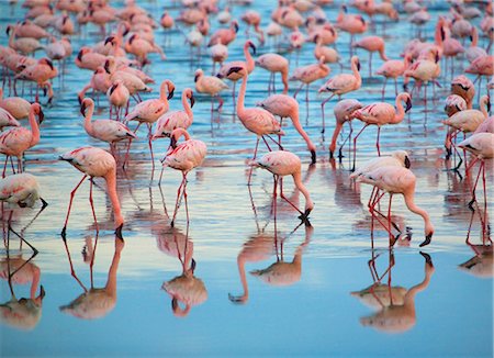 simsearch:6115-08149437,k - Reflection of large flock of pink flamingos standing in a lake. Photographie de stock - Premium Libres de Droits, Code: 6118-09144954