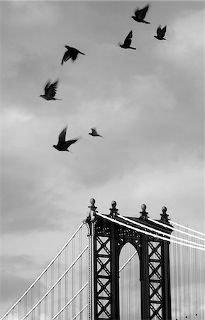 Small flock of birds flying past top of Manhattan Bridge, New York, USA. Fotografie stock - Premium Royalty-Free, Codice: 6118-09144971