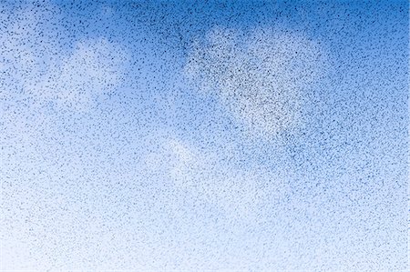 simsearch:633-05401707,k - A murmuration of starlings, a spectacular aerobatic display of a large number of birds in flight at dusk over the countryside. Fotografie stock - Premium Royalty-Free, Codice: 6118-09148367