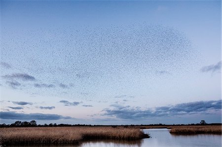 simsearch:633-05401707,k - A murmuration of starlings, a spectacular aerobatic display of a large number of birds in flight at dusk over the countryside. Fotografie stock - Premium Royalty-Free, Codice: 6118-09148368