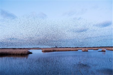 simsearch:841-07523554,k - A murmuration of starlings, a spectacular aerobatic display of a large number of birds in flight at dusk over the countryside. Photographie de stock - Premium Libres de Droits, Code: 6118-09148369