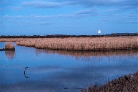 A full moon and water pool in a wetlands nature reserve, with reflections on the water surface of a large flock of birds in the air, a murmuration at dusk . Stock Photo - Premium Royalty-Free, Code: 6118-09148370