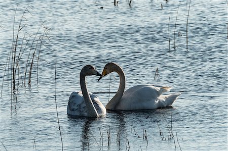 suffolk - Two white swans in between reeds on a lake, facing each other. Fotografie stock - Premium Royalty-Free, Codice: 6118-09148306