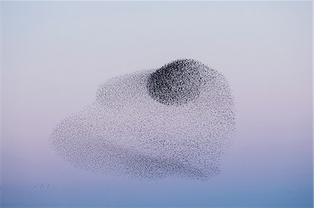 Spectacular murmuration of starlings, a swooping mass of thousands of birds in the sky. Photographie de stock - Premium Libres de Droits, Code: 6118-09148313