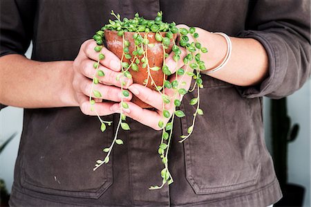 falmouth - Close up of woman holding String of Pearls plant in terracotta pot. Photographie de stock - Premium Libres de Droits, Code: 6118-09165892