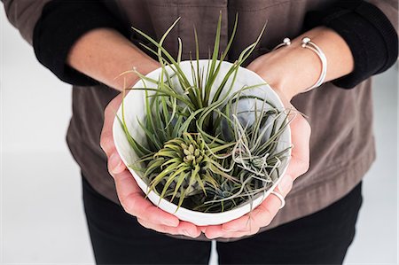 falmouth - High angle close up of woman holding plant pot with a selection of air plants. Photographie de stock - Premium Libres de Droits, Code: 6118-09165907