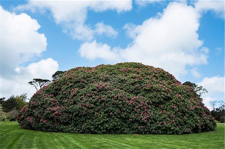 simsearch:6118-09183415,k - Garden with freshly mowed lawn and large round Rhododendron with pink blossoms under a cloudy sky. Stock Photo - Premium Royalty-Free, Code: 6118-09173493