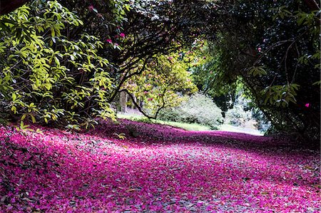 rododendro - Landscape view with lush trees and bright pink blossoms covering a path. Foto de stock - Royalty Free Premium, Número: 6118-09173495