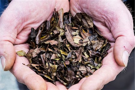 simsearch:632-05992254,k - High angle close up of person holding small heap of dried brown tea leaves. Photographie de stock - Premium Libres de Droits, Code: 6118-09173498