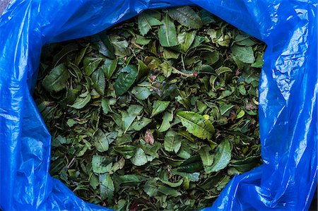 simsearch:632-05992254,k - High angle close up of green tea leaves in blue plastic bag. Photographie de stock - Premium Libres de Droits, Code: 6118-09173499