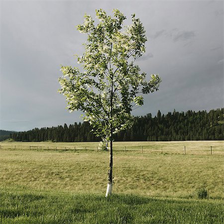 simsearch:6118-09173874,k - A tall windswept fruit tree in spring in a meadow, a forest in the distance. Foto de stock - Sin royalties Premium, Código: 6118-09173748