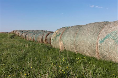 simsearch:6118-09173815,k - Row of hay bales, near Climax, Saskatchewan, Canada. Foto de stock - Sin royalties Premium, Código: 6118-09173795
