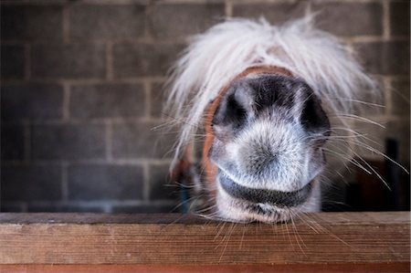 duveteux - Close up of a Shetland pony's muzzle on the top of a stable door, with a white mane over it's eyes. Foto de stock - Sin royalties Premium, Código: 6118-09173724