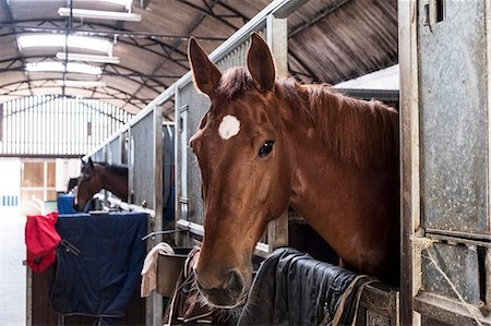 Brown bay horse looking out of its box at a stable. Stock Photo - Premium Royalty-Free, Code: 6118-09173725