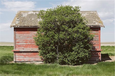 simsearch:6118-09173874,k - Small red barn and windswept tree, near Climax, Saskatchewan, Canada. Foto de stock - Sin royalties Premium, Código: 6118-09173841