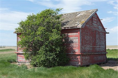 photos old barns - Small red barn and windswept tree, near Climax, Saskatchewan, Canada. Stock Photo - Premium Royalty-Free, Code: 6118-09173842