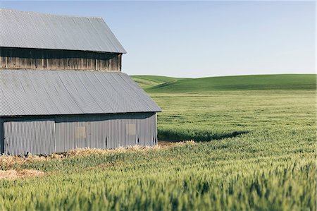 Barn and expansive field of Spring wheat Photographie de stock - Premium Libres de Droits, Code: 6118-09173873