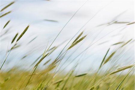 simsearch:6118-07203162,k - Close up of blades of wheat grass Photographie de stock - Premium Libres de Droits, Code: 6118-09173874