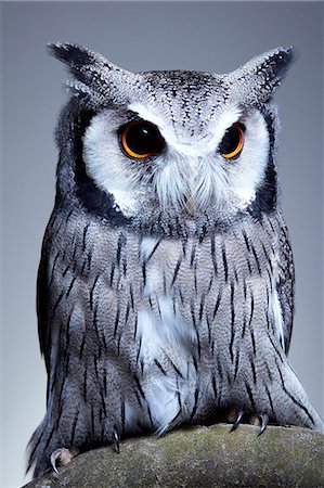Studio portrait of a northern white faced owl (Ptilopsis leucotis) sanding on a branch Stock Photo - Premium Royalty-Free, Code: 6118-09174327