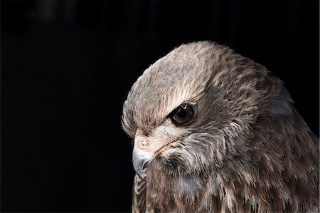 Portrait of a pale chanting goshawk (Melierax canorus) against black background Stock Photo - Premium Royalty-Free, Code: 6118-09174326