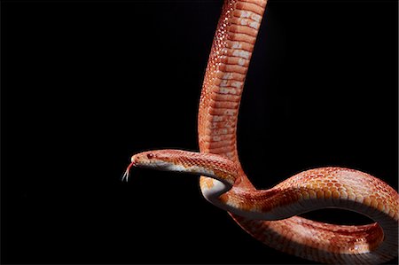 snake on black background - Portrait of Corn snake (Pantherophis guttatus) hanging against black background Foto de stock - Sin royalties Premium, Código: 6118-09174332