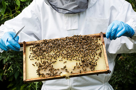 simsearch:6113-08220461,k - Beekeeper wearing protective suit at work, inspecting wooden beehive. Photographie de stock - Premium Libres de Droits, Code: 6118-09183295