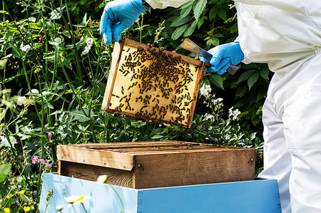simsearch:6113-08220461,k - Beekeeper wearing protective suit at work, inspecting wooden beehive. Photographie de stock - Premium Libres de Droits, Code: 6118-09183299