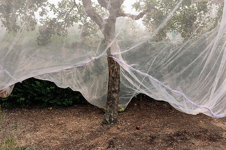 simsearch:6118-07352703,k - Protective mesh fabric covering apple trees bearing young fruit in summer in a commercial orchard. Pesticide-free farming and food production. Photographie de stock - Premium Libres de Droits, Code: 6118-09183377