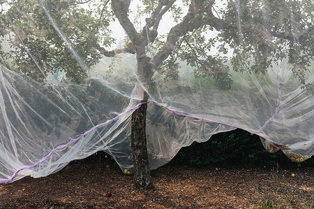 simsearch:6118-07352703,k - Protective mesh fabric covering apple trees bearing young fruit in summer in a commercial orchard. Pesticide-free farming and food production. Photographie de stock - Premium Libres de Droits, Code: 6118-09183378