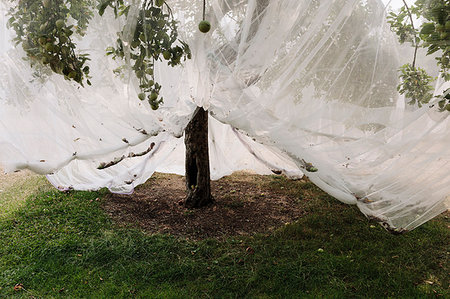 plantation united states - Protective mesh fabric covering apple trees bearing young fruit in summer in a commercial orchard. Pesticide-free farming and food production. Foto de stock - Sin royalties Premium, Código: 6118-09183381