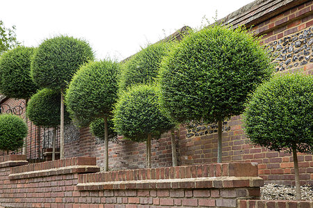 simsearch:6118-08797574,k - Box trees with spherical tops growing along a red brick wall. Stock Photo - Premium Royalty-Free, Code: 6118-09183386